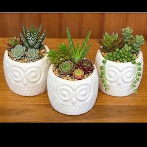 Set of 3 Mini Owl Ceramic Planters white succulent tea lights plants